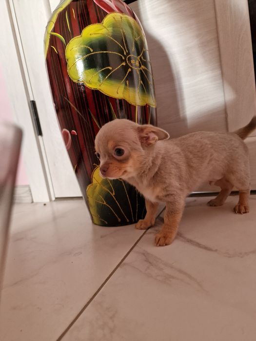 Терміново! Велика знижка! Тільки хлопчики. Поспішайте . Доставка по об