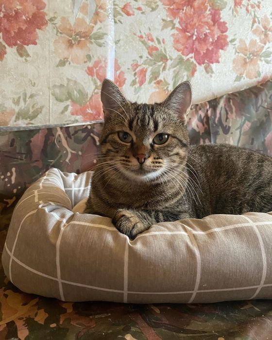 Кішечка шукає дім