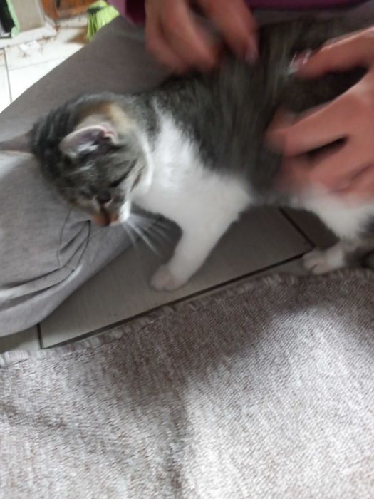 Oddam kotki w dobre ręce