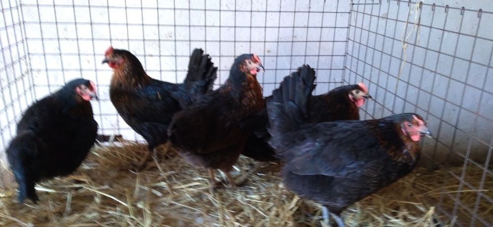 Kury Rosa 23 tygodnie z jajkiem!! WYSYŁKA!