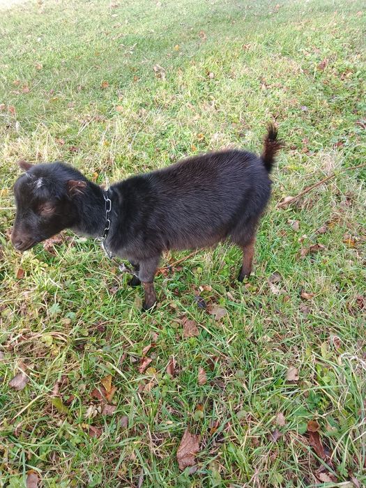 Доросла коза і кізонька