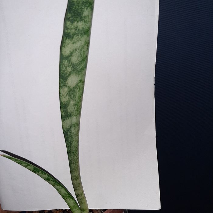 S. Balthasar,  Baltazar