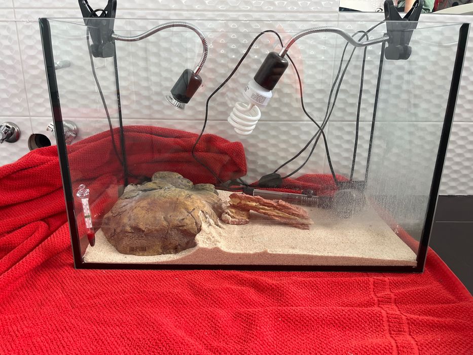 Terarium dla żòłwi