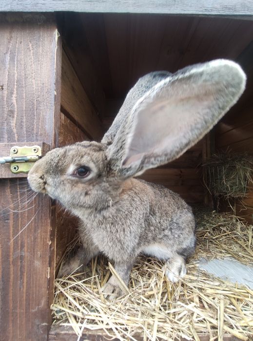 Samica - olbrzym beligijski