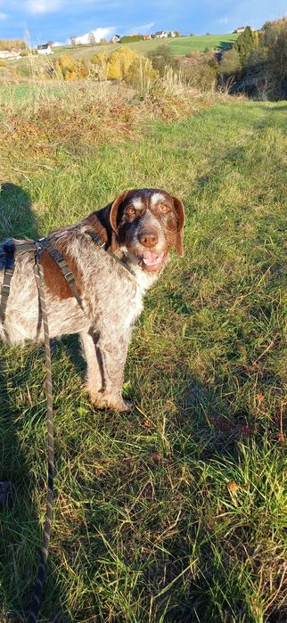 Oluś szuka kochającego domu