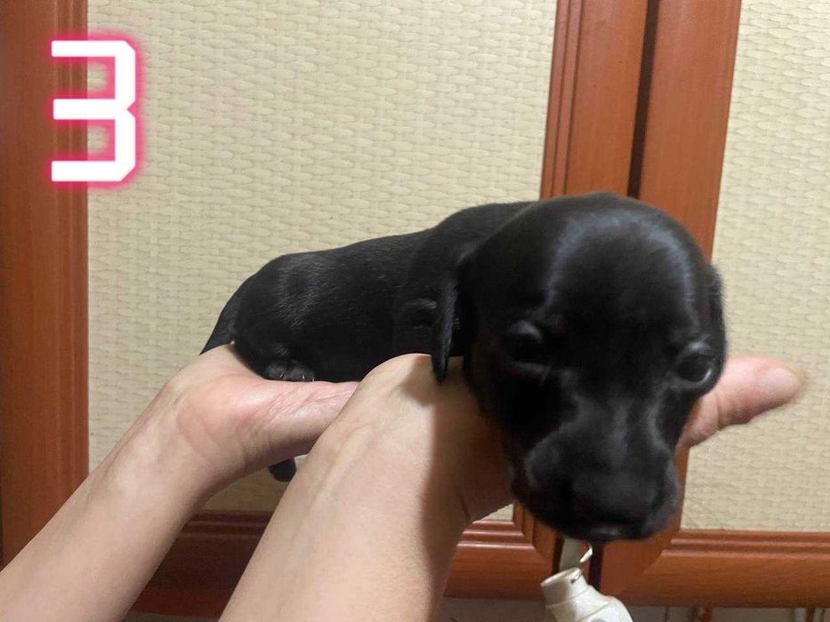 Тигровые чистокровные щенки мини таксы/тигрові цуценята міні