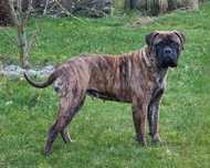Bullmastiff (FCI)