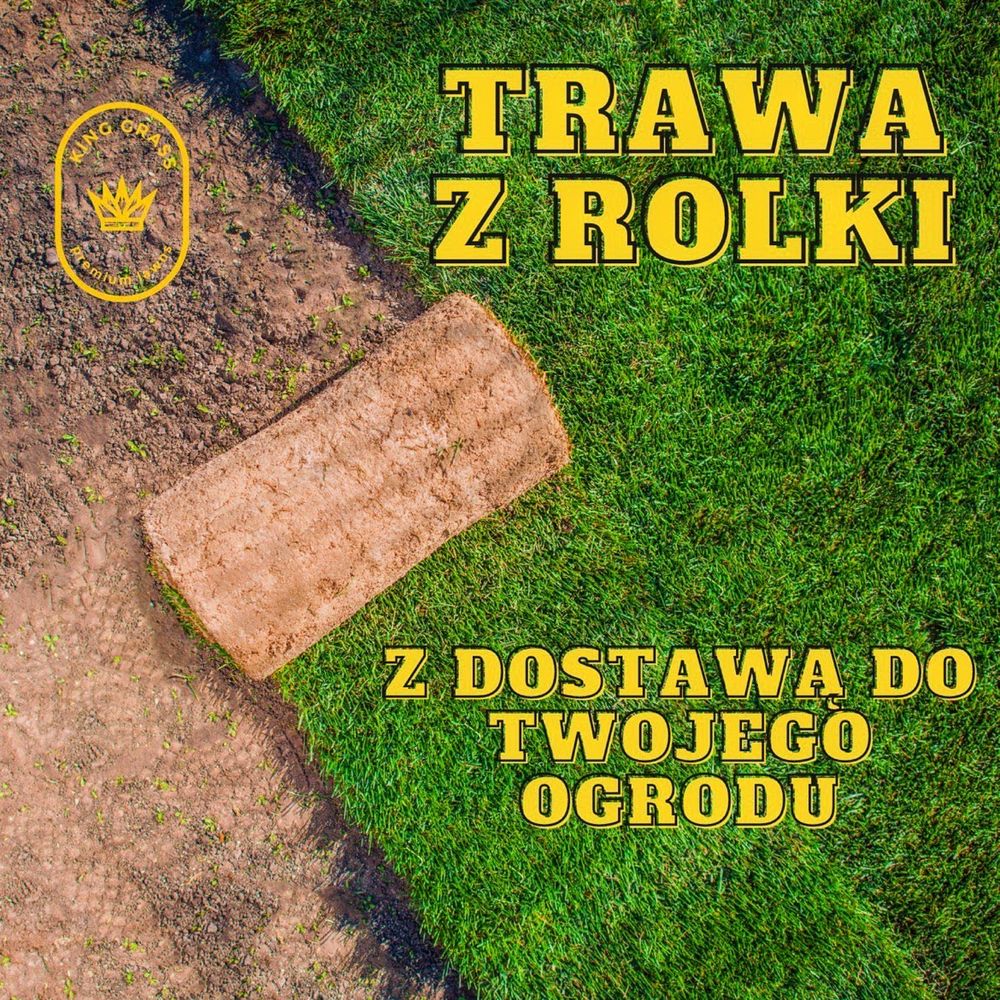 Trawa z rolki trawnik 1 gatunek