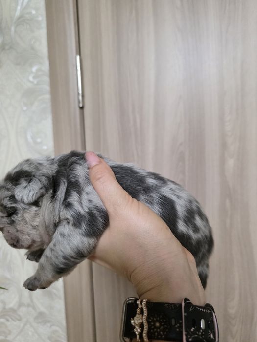 Красуня дівчинка з геном флаффі