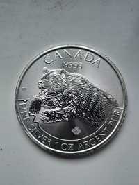 Kanada 5 dolar 2019r Niedźwiedź