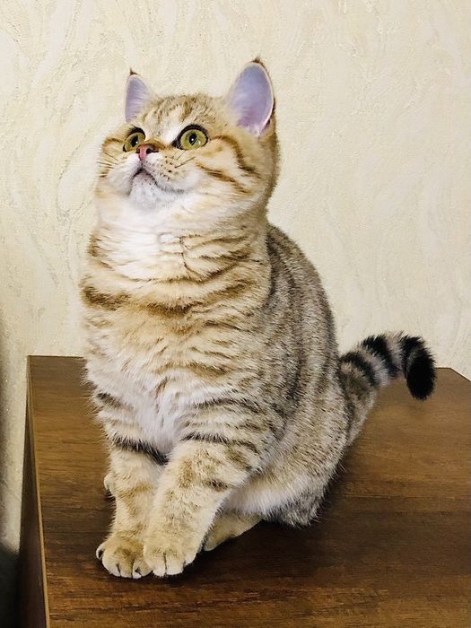 Золота шотландська та дуже ласкава кішечка. Купити в Київі в Україні.