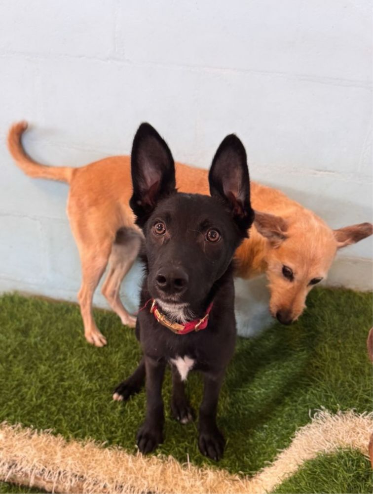 Cachorro 4 meses para adoção