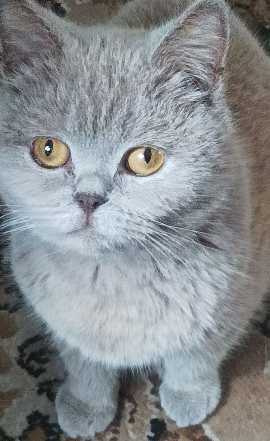 Продам британські котики!!!