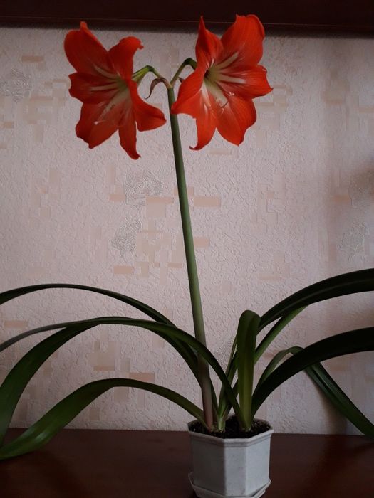 Гиппеаструм. Комнатные растения.