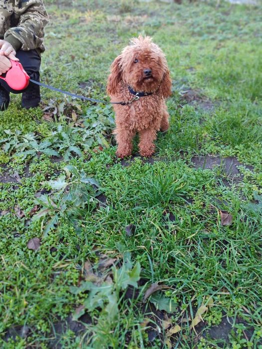 Продам кобель пудель