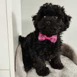 Samczyk Maltipoo f1 z Rodowodem