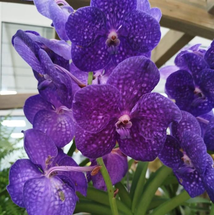 Orquidea Vanda sem flor