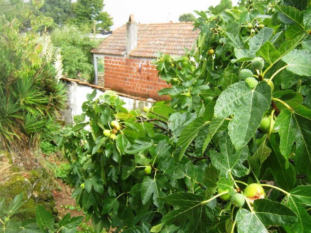 Quintinha em Trás-os-Montes