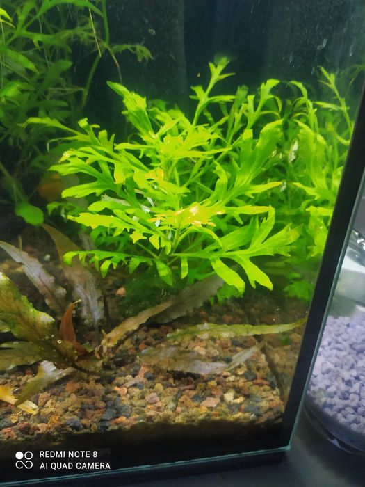 Różdzyca Paprotnikowa z cotygodniowej przycinki