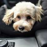 Maltipoo f1b/ dziewczynka