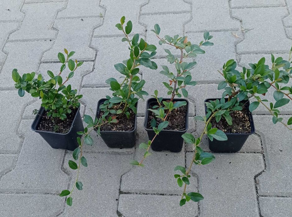 Irga płożąca niska Major zbocza skarpy producent Osiny 49A Kępno