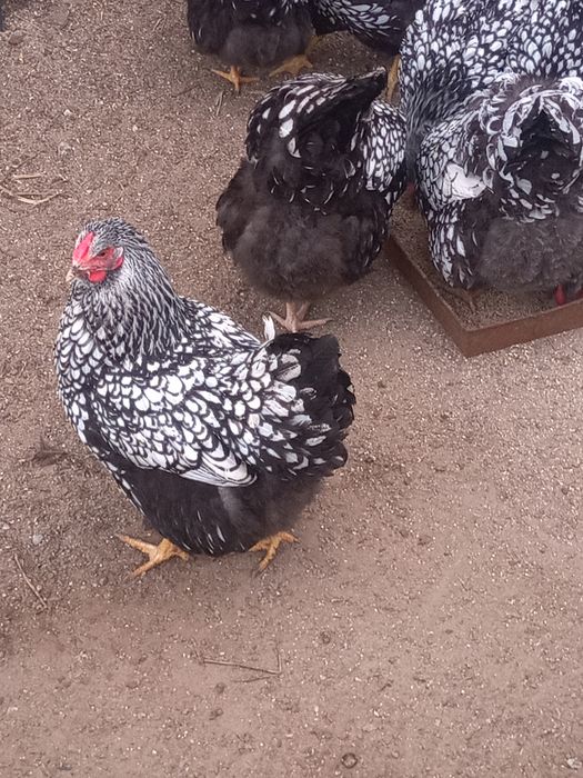 Jaja lęgowe wandotty olbrzymiej