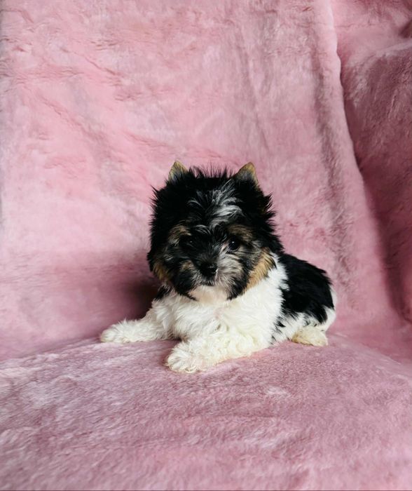 Cudna mini suczka yorkshire terrier biewer