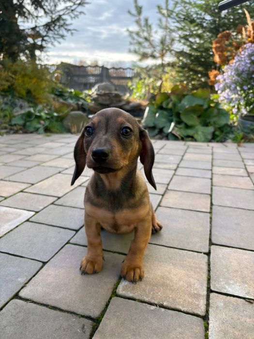 Jamnik  standard suczka brązowa