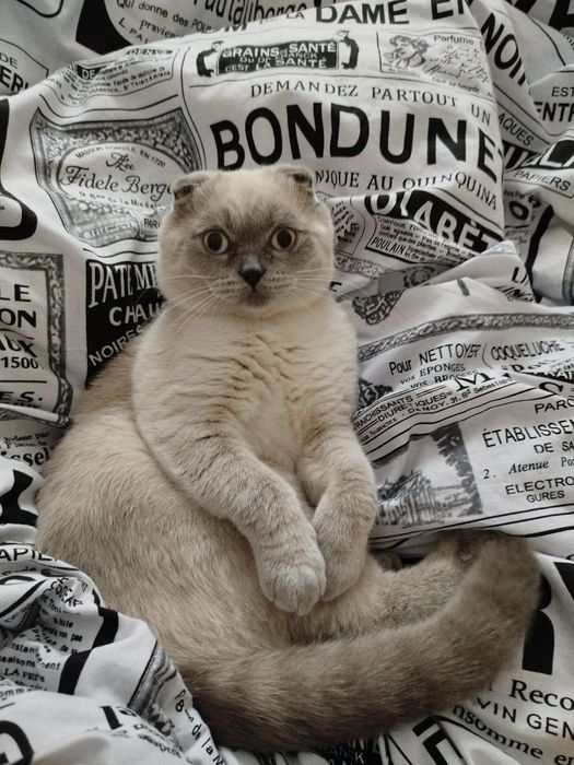 вислоухий шатландец Эм приглашает на случку