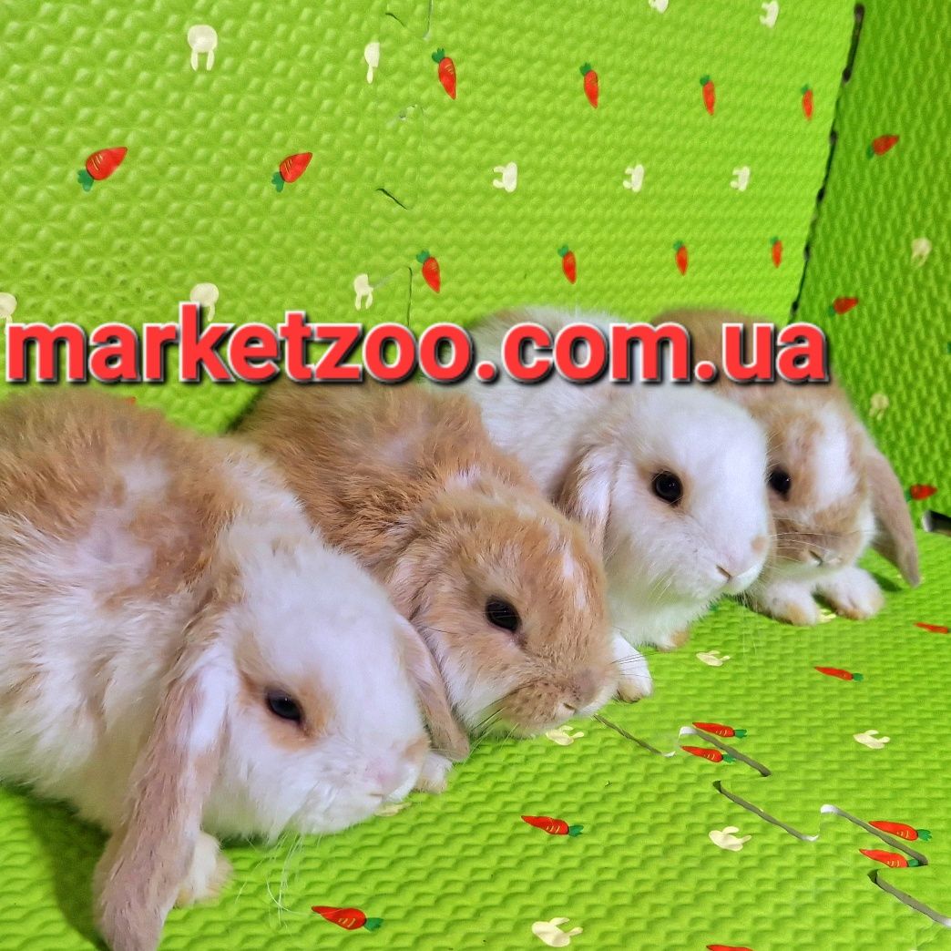 Карликовые карликові мини міні mini lop кролики вислоухие баранчики