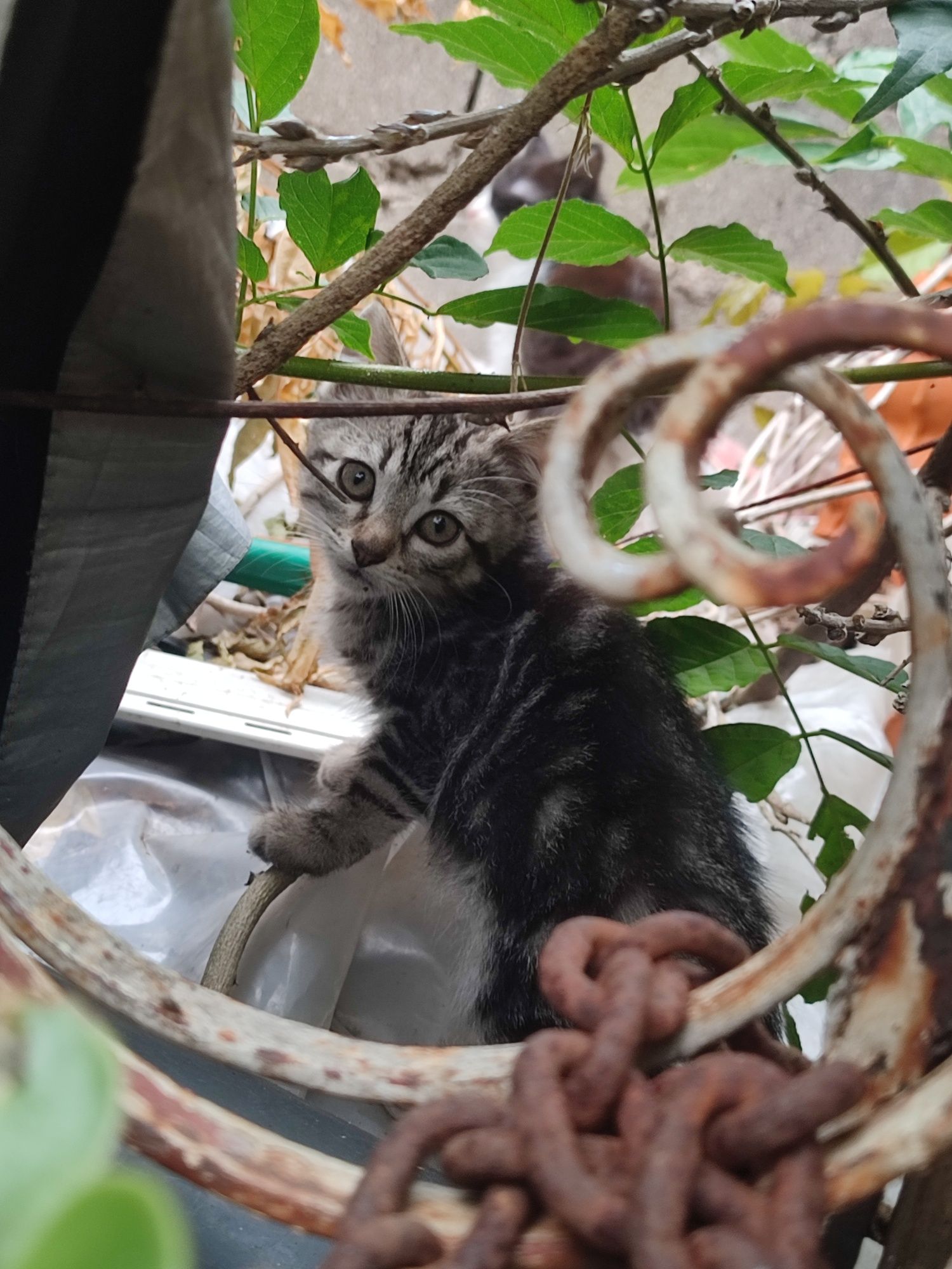 Dão-se gatinhos. Para adoção responsável!