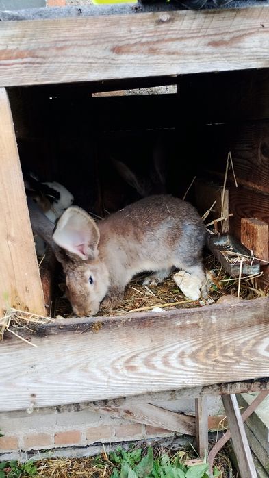 Sprzedam młode samice