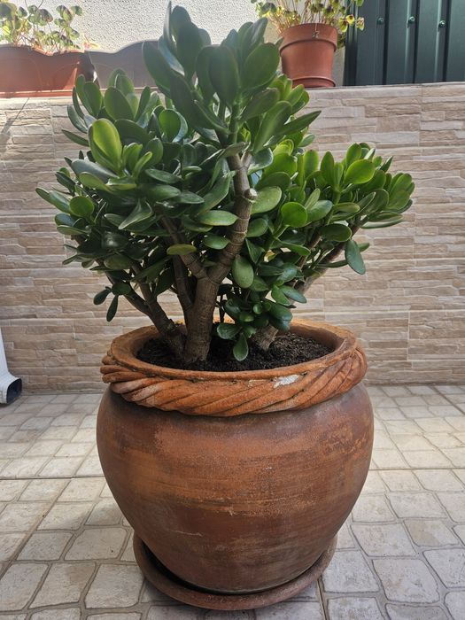 Vendo planta jade