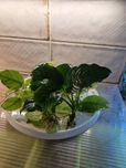 Rosliny Anubias  różnej wielkości