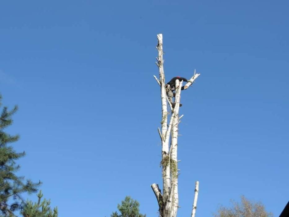 Wycinka drzew,skracanie koron,podcinka.Lubelskie.
