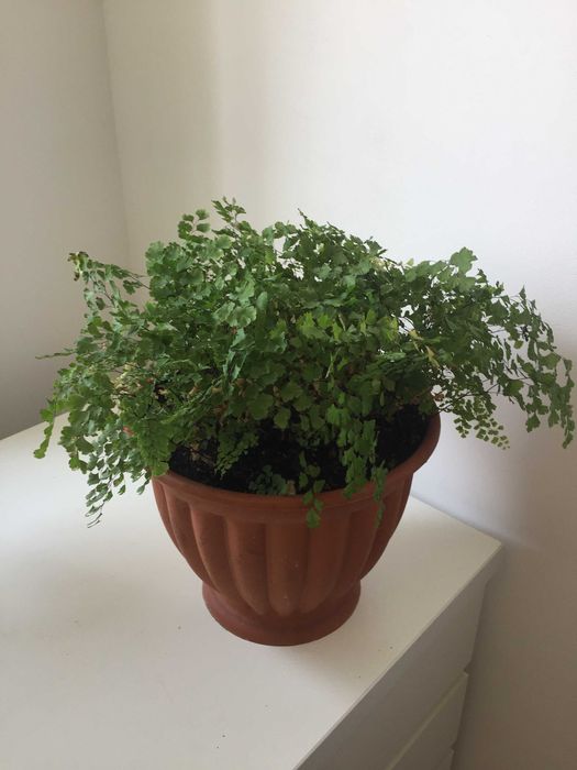 Адіантум венерин волос