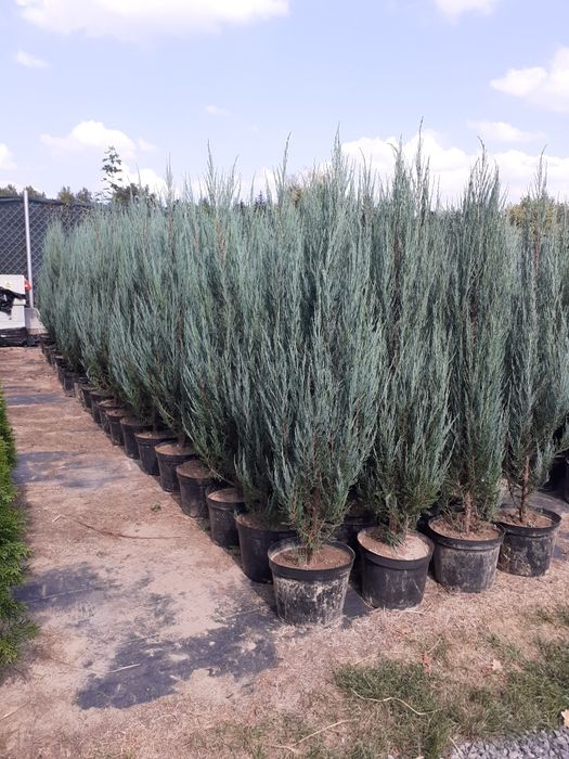 Jałowiec Blue Arrow Jalowce wys. 140-160 cm 35 zł Promocja Sadzimy