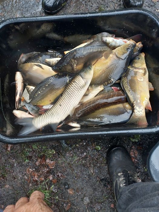 Ryby karp królewski golas kroczek amur sum szczupak karaś okoń płoć