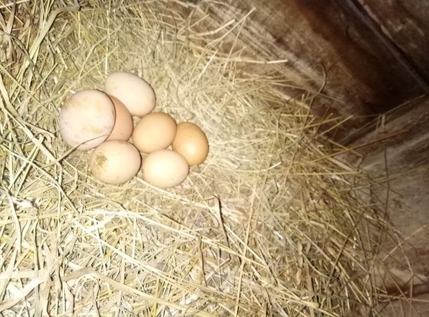 Яйца куриные ДОМАШНИЕ