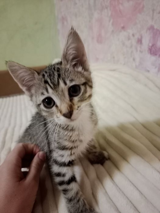 Найкращі кошенята