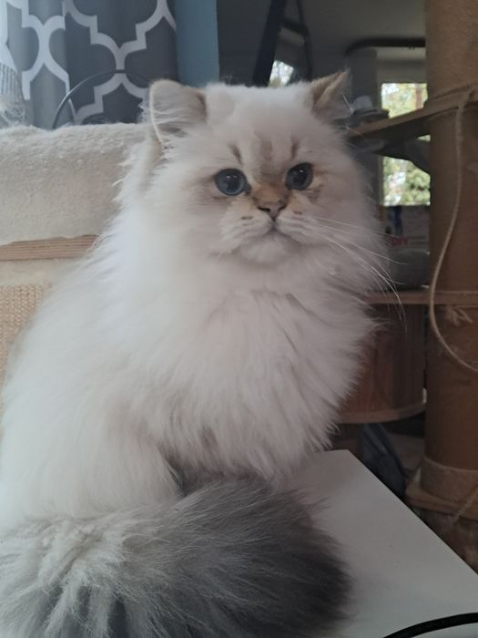 Kocurek brytyjski gotowy do odbioru