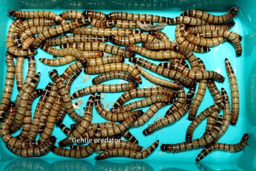 Zophobas morio. Живий корм.