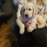 Golden retriever szczeniak