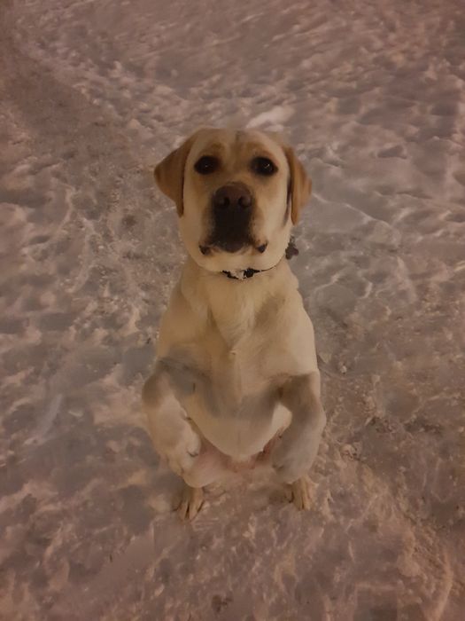 Лабрадор ксу познакомиться с дамой