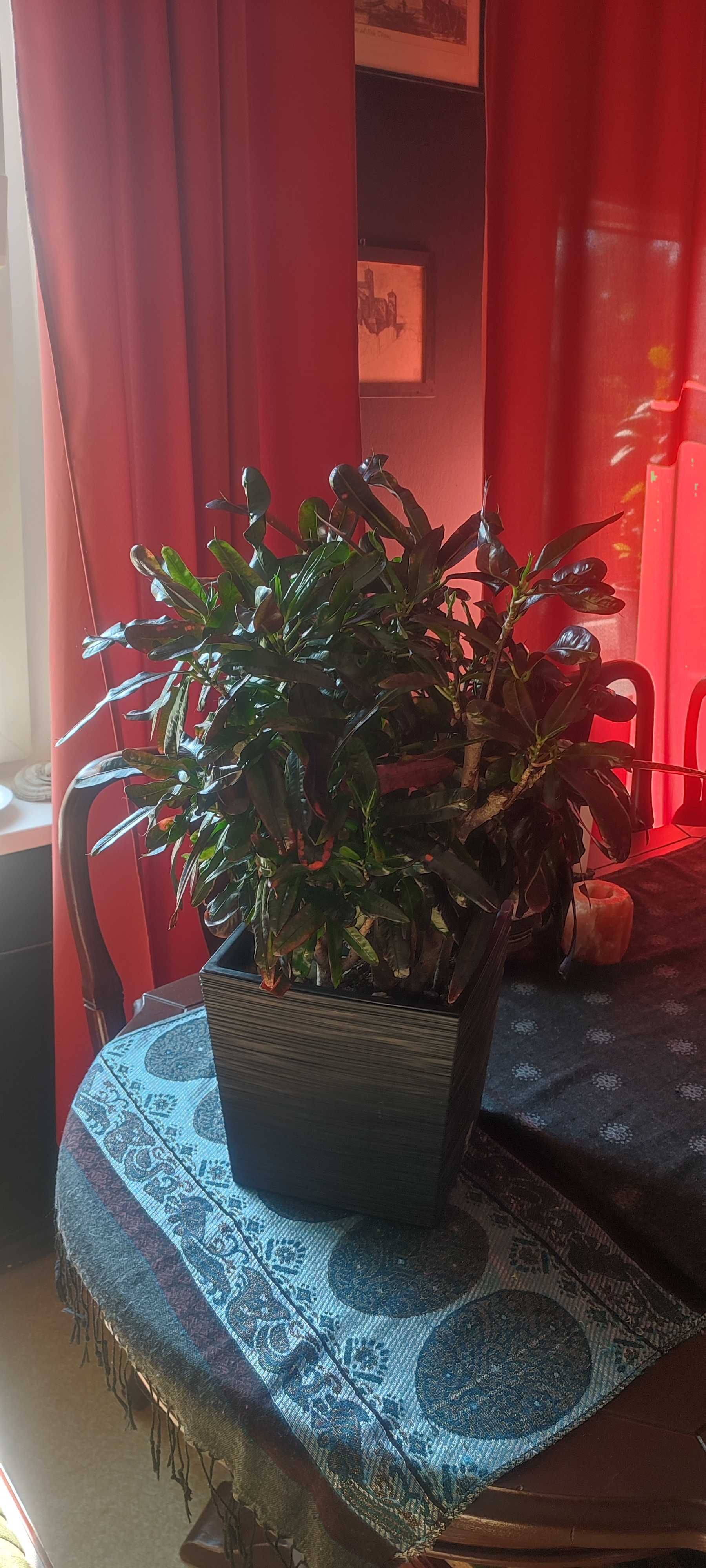 Kroton mammi croton variegata czerwony  duży okaz kwiat domowy