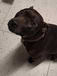 Suczka Tosia Amstaff