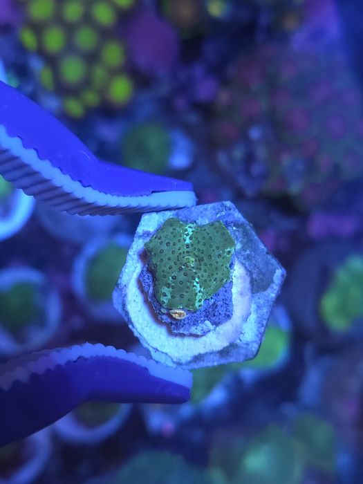 Discossomas corais de água salgada