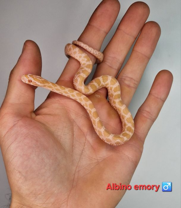 Waz zbożowy węże samce I samiczki het scaleless