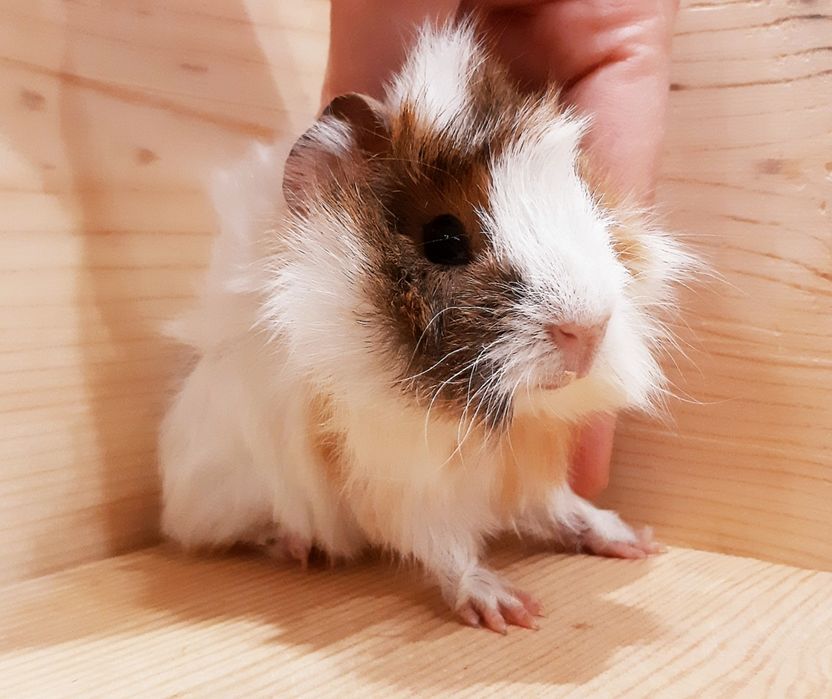 Морские свинки,клетки,корма,аксессуары