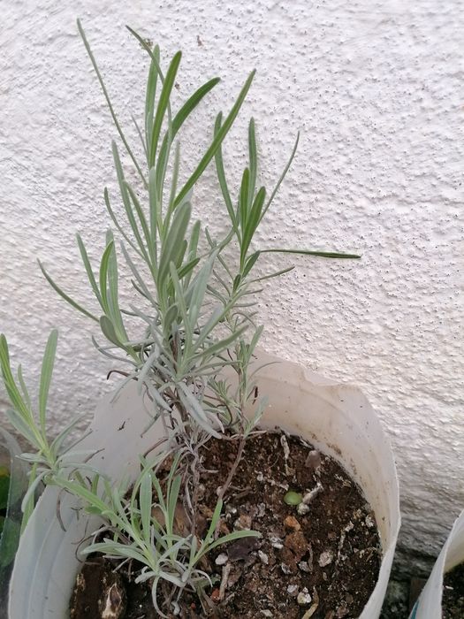 Aromáticas diversas